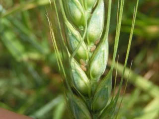 « Année moyenne à bonne »