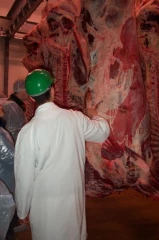 Où va le bœuf ? Quel produit pour quel marché ?