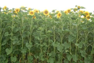 Tournesols : quelle sole !