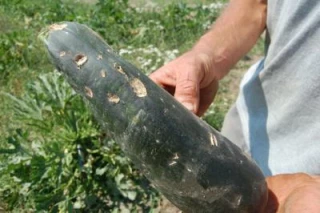 Grise mine pour les légumes