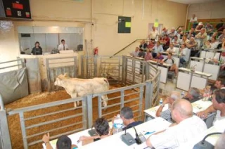 Le prix des culards stagne par rapport à l'an dernier