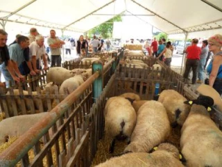 L'inquiétante diminution du nombre d'éleveurs exposants