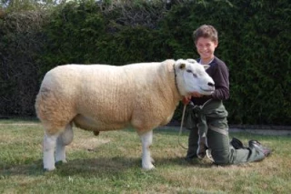 Moins d'exposition, c'est bien pour les moutons