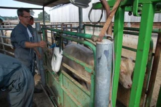 «Un outil pour améliorer la valeur  génétique du cheptel»