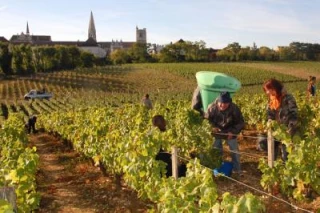 Vendanges à la ville