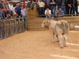 Le Gaec Gauthé  suscite une affluence record