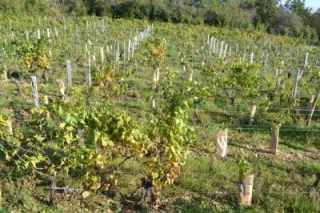 50 foyers et 15 hectares arrachés