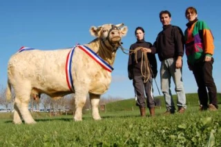 Une certaine idée du Charolais