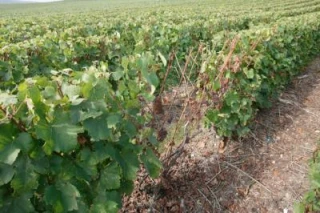 «La Bourgogne va plutôt bien !»