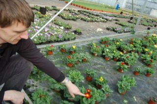 La sub-irrigation, pour abaisser les coûts de production