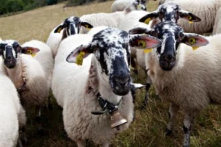 La race Rava peut-elle s'implanter efficacement dans la Nièvre ?