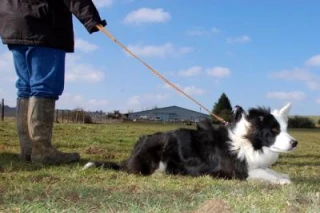 Une formation qui a «du chien»