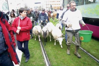 Le «ras-le-bol» des éleveurs
