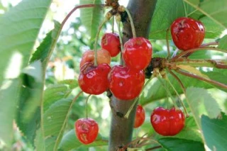 Le temps des cerises ne chante plus