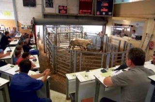 Prix moyens en hausse, «très belles bêtes» bien valorisées