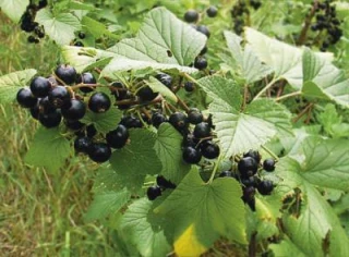 A fruits ou à bourgeons,  le point sur la saison