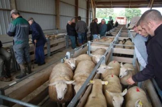 Participation stable mais peu d'agnelles présentées