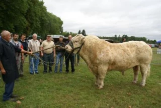 65 charolais de qualité  homogène