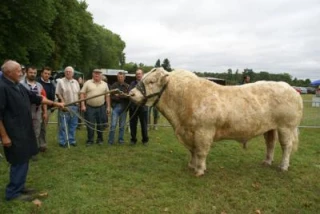 65 charolais de qualité  homogène