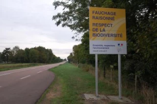L'ambroisie, un fléau pour le tournesol