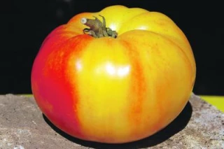 «Pomme d'amour» et reine du jardin