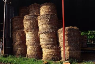 Le bilan fourrager: pilier de l'alimentation hivernale