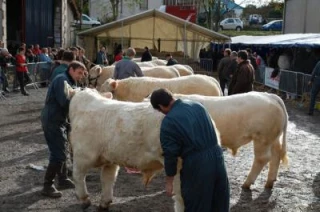 Essai transformé pour Cercy-la-Tour