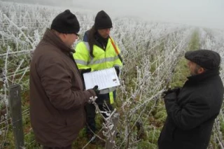 Rencontres dans les vignes