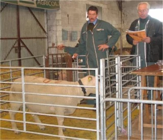 23ème vente de béliers charollais