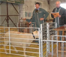 23ème vente de béliers charollais