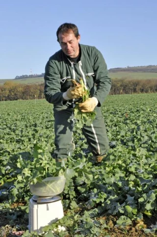 Estimer la biomasse du colza en sortie d’hiver est indispensable