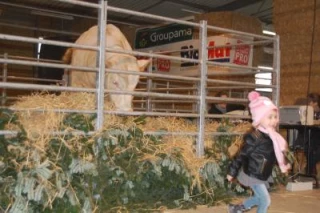 Vingt bovins changent de mains