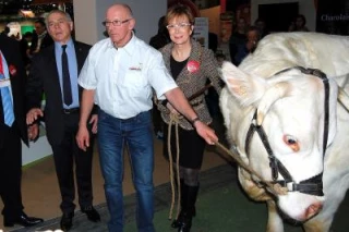 Le charolais, porte-drapeau de la Bourgogne