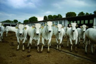 Un marché incertain