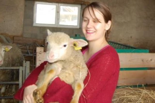 Des moutons au pays des légumes ?