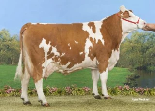 La Simmental aime Épinal