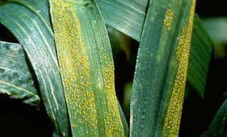 Des foyers de rouille jaune du blé présents dans la Nièvre