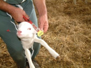 La Brebis à la pointe du progrès