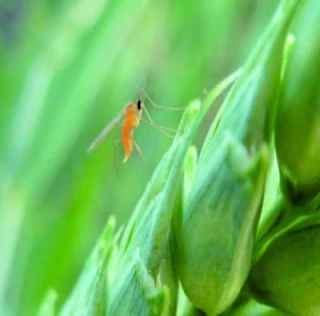 Surveillez les cécidomyies oranges sur les fleurs du blé
