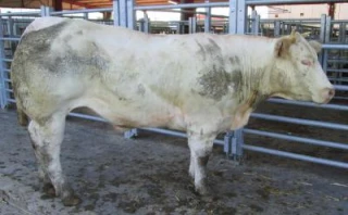 Le nombre d’animaux présentés au concours a explosé