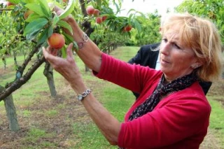 «Salade de fruits, jolie, jolie…»