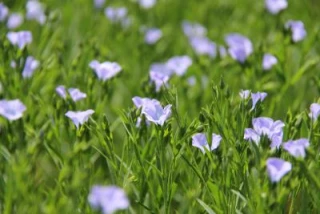 Une culture valorisante dans les zones de polyculture