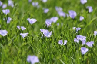 Une culture valorisante  dans les zones de polyculture