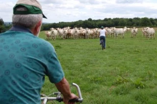 Un peloton qui s’étire…