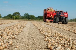 Les bulbes sortent de terre