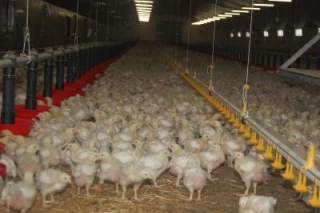 Deux millions de poulets chez Sirugue