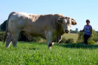 Le mondial charolais à l’horizon