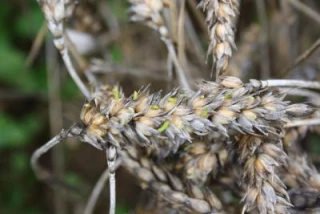 Vers un déclassement massif  du blé meunier vers le fourrager?