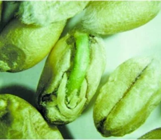 Quelques recommandations en cas de récolte de blés germés