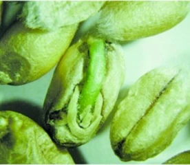 Quelques recommandations en cas de récolte de blés germés